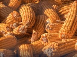 Ribuan Jagung Indonesia Diekspor ke Malaysia