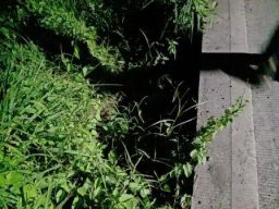 Bahaya Mengintai Pengendara Motor di Jalan Driyorejo – Sumput Gresik