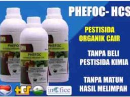 Pendiri PT Hidup Cerah Sejahtera Dituntut 8 Bulan Penjara