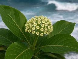 Wijaya Kusuma Keraton Simbol Sekar Kemenangan dari Nusakambangan