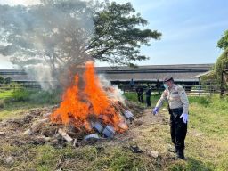 4 Ton Benih Jagung Manis dari Thailand Dimusnahkan di Jawa Timur