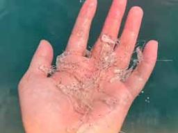 Selundupkan Bibit Bening Lobster, 3 Orang Jadi Terdakwa di Pengadilan Negeri Pacitan