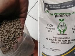 Direktur PT Multi Alam Raya Sejahtera Dituntut 5 Bulan Kurungan