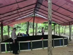 Polsek Menganti Grebek Arena Judi Sabung Ayam di Desa Pengalangan