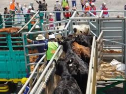 Impor Sapi Perah asal Australia Masuk Lewat Pelabuhan Tanjung Tembaga