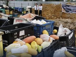 Kanwil Bea Cukai Sumatera Utara Gagalkan Penyelundupan Mangga Asal Malaysia