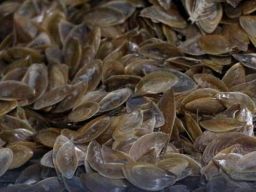 PT Albaraka Internasional Grup Ekspor Kelopak Tutup Kerang ke Arab Saudi