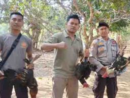 Polsek Wawo Grebek Arena Judi Sabung Ayam Desa Kambilo