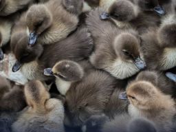 Ratusan Unggas Impor Ilegal Dimusnahkan di Aceh