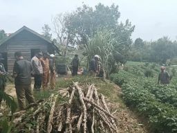 Teror Harimau di Desa Kutarayat