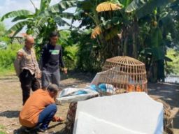 Bandar Judi Sabung Ayam di Desa Sedati Agung Lolos dari Grebekan