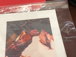 Hukuman Penjara 6 Bulan Bagi 4 Bandar Judi Sabung Ayam di Desa Perning