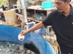 Direktur PT Den Bagus Perkasa Sukses Budidaya Ikan Lele Berawal dari Hobi