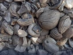 PT Jambi Semesta Biomassa Ekspor 9.970,9 MT Cangkang Sawit ke Jepang