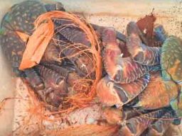 Karantina Sulawesi Selatan Gagalkan Pengiriman Dua Ekor Kepiting Ketam Kenari