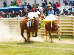 Berlian Sonar Jadi Juara Kerapan Sapi di Bangkalan