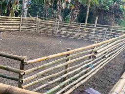 Arena Judi Sabung Ayam di Dekat Polres Bolaang Mongondow