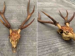 Tim Subdit IV Tipidter Polda Jatim Tangkap Penjual Tanduk Rusa Timor