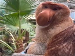 Ismu Yahya Selundupkan Bekantan ke Jakarta Lewat Bus