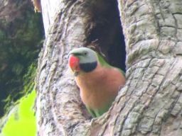 Polda Jatim Tangkap Pemelihara Burung di Medayu Utara Surabaya