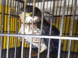 Warga Desa Ngrupit Pelihara Burung Elang Tanpa Izin