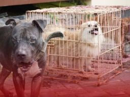 Dedy Vandi Alfian Selundupkan Anjing dan Unggas ke Atambua