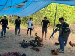 Sabung Ayam di Desa Matungkas Digrebek Polres Minahasa Utara