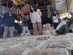 Ribuan Burung Gagal Diselundupkan di Pelabuhan Tanjung Wangi