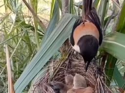 Masir Berurusan dengan Hukum karena Tangkap Burung Cendet