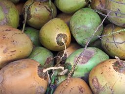 CV Harvest Green Global Agriculture Ekspor Kelapa ke Vietnam