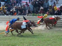 24 Pasang Sapi Berlaga di Grand Final Kerapan Sapi di Bangkalan