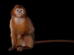 Warga Desa Tangsil Wetan Dipenjara karena Pelihara Lutung Budeng