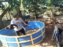 Pemain Sabung Ayam Kabur Saat Digrebek Polsek Brondong