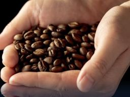 PT Sari Alami Ekspor Kopi Robusta ke Hongkong