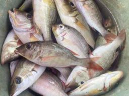 Adi Pandowo Jadi Korban Dugaan Penipuan Jual Beli Ikan