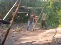 Sabung Ayam di Desa Cluring Tersembunyi di Tengah Kebun