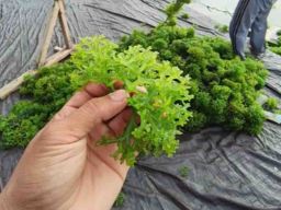 Peluang Investasi Budidaya Rumput Laut Sakul dan Cottonii di Pulau Lapang