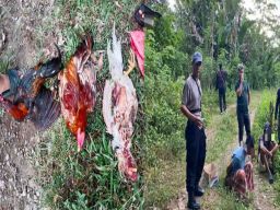Dua Penjudi Sabung Ayam di Desa Sukamaju Ditangkap Polisi
