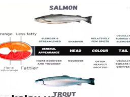Perbedaan Ikan Salmon dan Trout