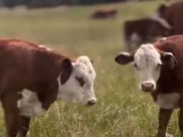 Uang Ratusan Juta Milik Hertawan Hilang karena Ketipu di Investasi Sapi