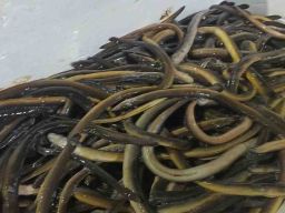 Hati Hati Proses Pengiriman Ikan Sidat