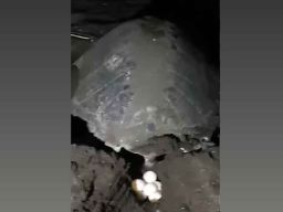 Hartoyo Divonis 3 Tahun Penjara Karena Telur Penyu