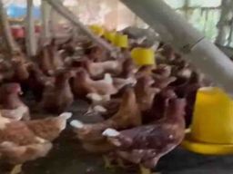Penipuan Berkedok Investasi POM Mini dan Ternak Ayam di Tuban