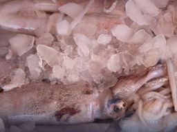 PT Yanagi Histalaraya Ekspor 11 Ton Cumi Cumi ke Vietnam