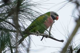 Hobi Pelihara Burung Betet, Mochamad Askan Terjerat Hukum