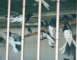 Karantina Kalimantan Barat Amankan 705 Ekor Burung Ilegal