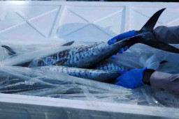 Koperasi Santo Alvin Ekspor Ikan Pelagis ke Singapura