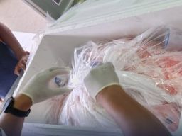 PT Harta Laut Maluku Ekspor Frozen Red Snapper