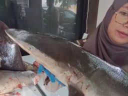 120 Kg Hiu Gagal Diselundupkan di Pelabuhan Ketapang