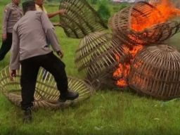 Marak Perjudian Sabung ayam di Desa Pesanggrahan Mojokerto